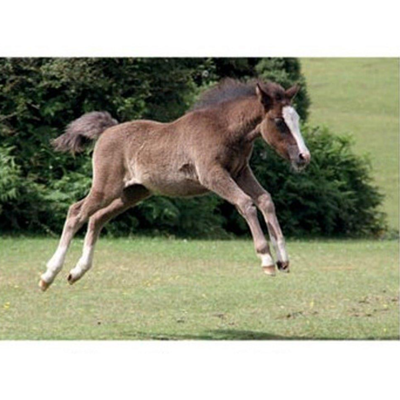 Kevin Milner Countryside Card - New Forest Foal